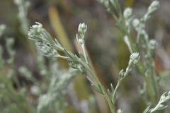 Artemisia frigida
