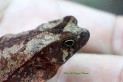 Rhinella