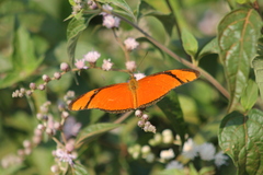 Dryas iulia