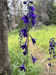 Delphinium nuttallianum