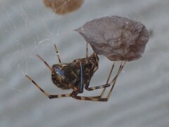 Parasteatoda