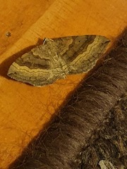 Scotopteryx chenopodiata