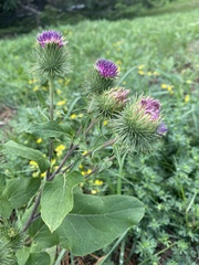 Arctium lappa