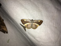 Opisthoxia