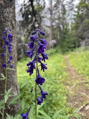 Delphinium nuttallianum