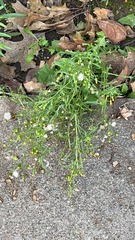 Senecio vulgaris