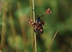 Zygaena lonicerae