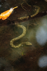 Nerodia clarkii compressicauda