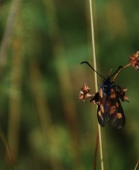 Zygaena lonicerae