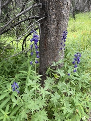 Delphinium nuttallianum