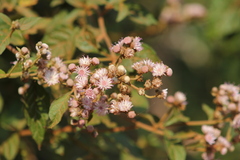 Cyrtocymura scorpioides