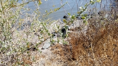 Atriplex lentiformis