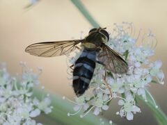 Leucozona glaucia