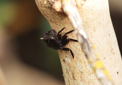 Aratus pisonii