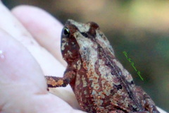 Rhinella