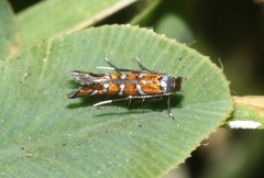 Porphyrosela minuta