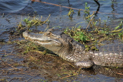 Caiman yacare