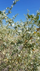 Atriplex lentiformis