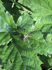 Leptoglossus occidentalis