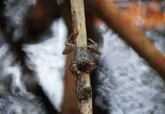Aratus pisonii