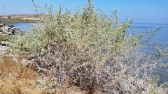 Atriplex lentiformis