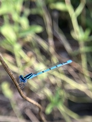 Enallagma doubledayi