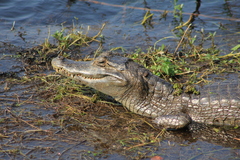 Caiman yacare