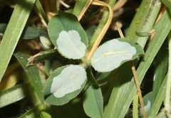 Porphyrosela minuta