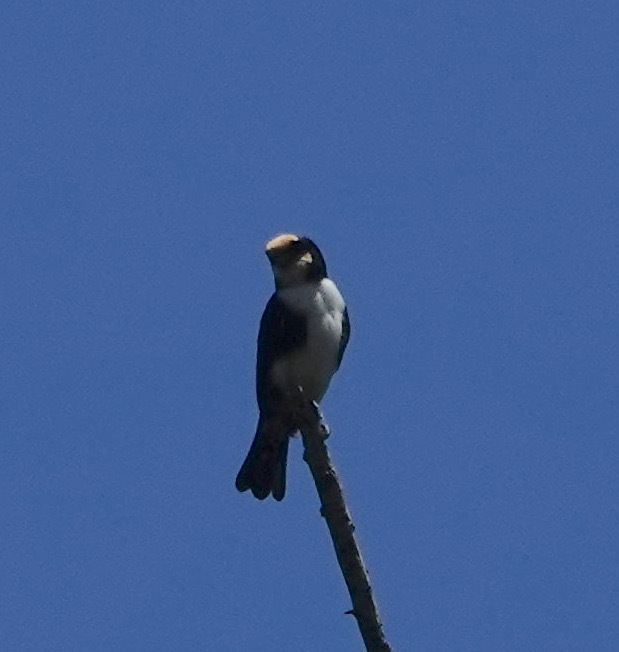 White-fronted Falconet (Microhierax latifrons), photo 9