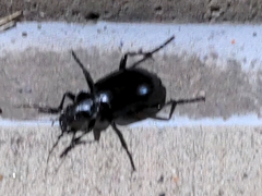 Calosoma