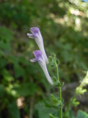 Scutellaria columnae