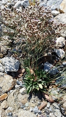 Limonium ramosissimum