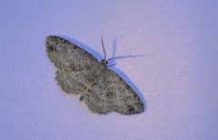 Melanolophia canadaria