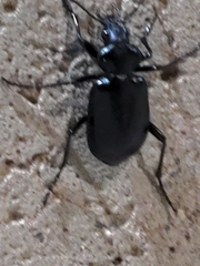 Calosoma