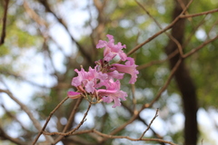 Handroanthus heptaphyllus