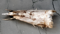 Microcrambus elegans