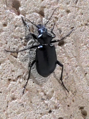 Calosoma
