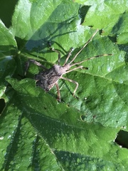 Leptoglossus occidentalis