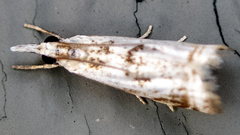 Microcrambus elegans