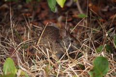 Sylvilagus palustris