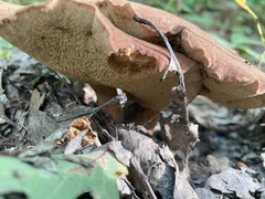 Tylopilus balloui