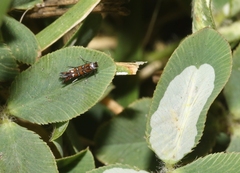 Porphyrosela minuta