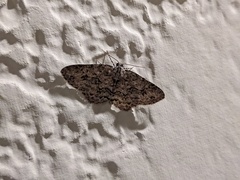 Ectropis crepuscularia