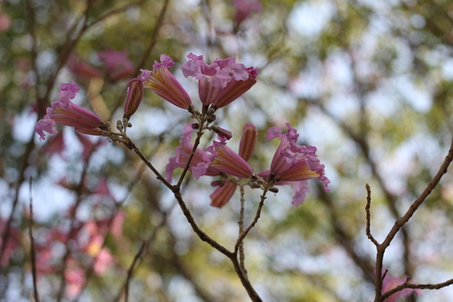 Image of Handroanthus heptaphyllus by (c) Romi Galeota Lencina, some rights reserved (CC BY)