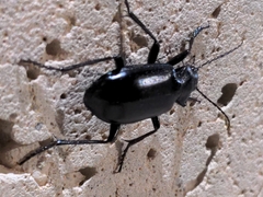 Calosoma