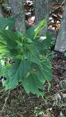 Scrophularia marilandica