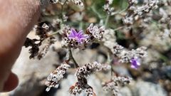 Limonium ramosissimum