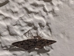 Ectropis crepuscularia