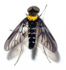 Chrysopilus thoracicus
