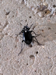 Calosoma